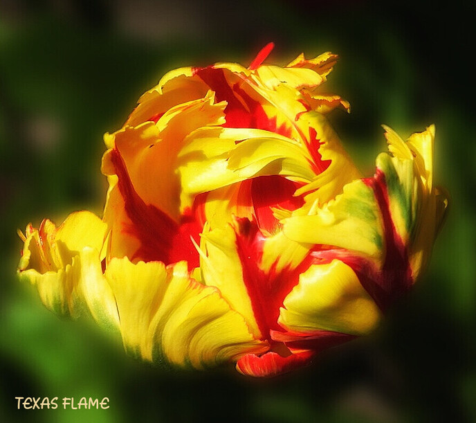 Er bestaat zelfs een tulpenpark - Foto: Femmie Smink