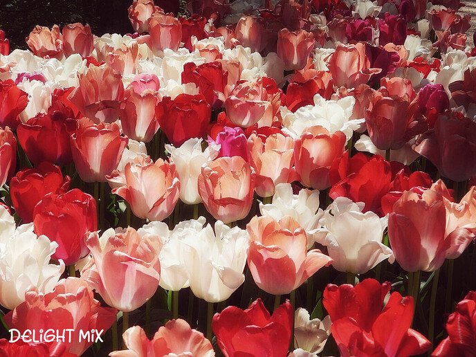 Er bestaat zelfs een tulpenpark - Foto: Femmie Smink