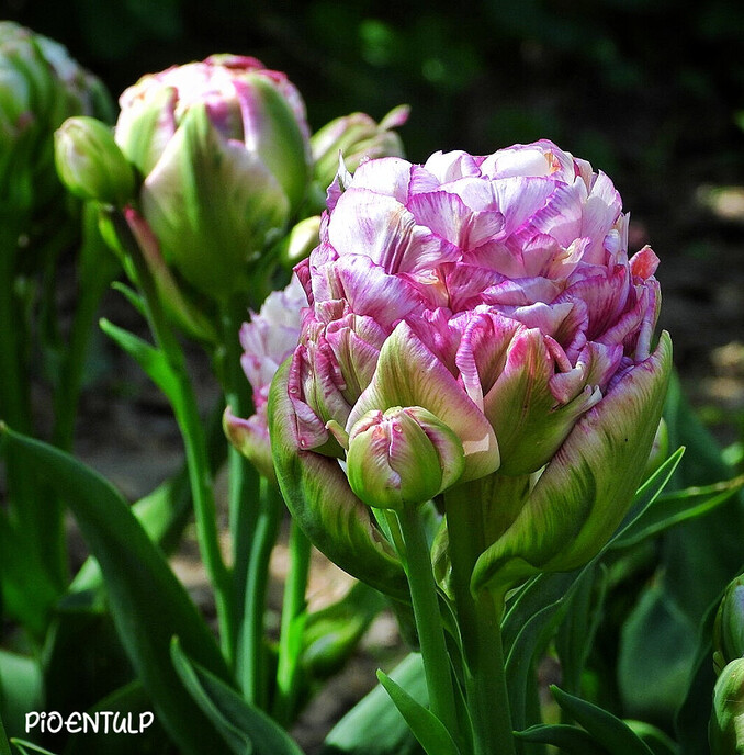 Er bestaat zelfs een tulpenpark - Foto: Femmie Smink