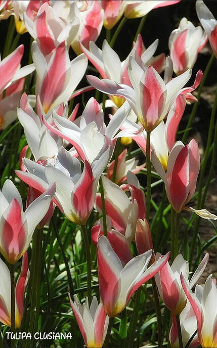 Er bestaat zelfs een tulpenpark - Foto: Femmie Smink