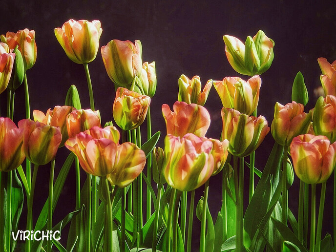 Er bestaat zelfs een tulpenpark - Foto: Femmie Smink