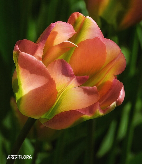 Er bestaat zelfs een tulpenpark - Foto: Femmie Smink