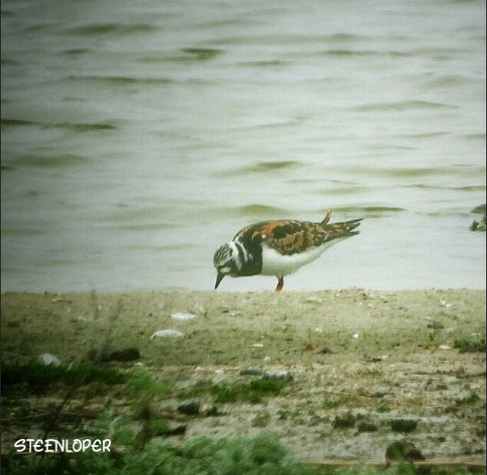 Veel vogels gezien - Foto: Femmie Smink