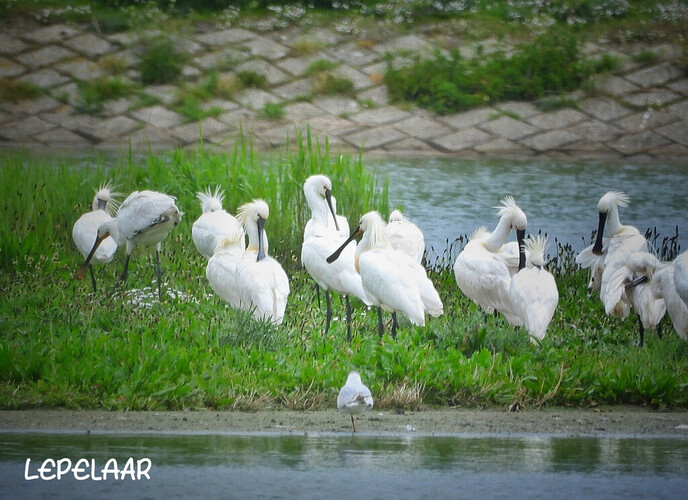 Veel vogels gezien - Foto: Femmie Smink