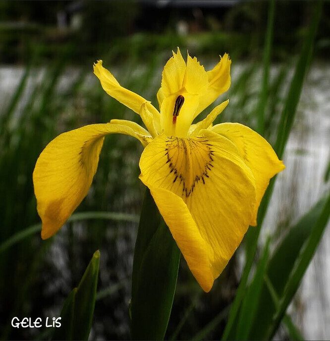 Veel geels voor de lens - Foto: Femmie Smink