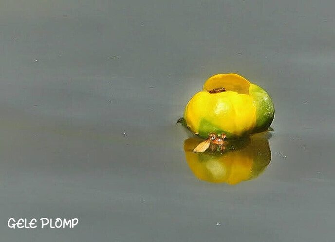 Veel geels voor de lens - Foto: Femmie Smink