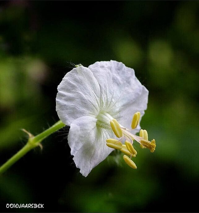 Dat zeggen ze: na regen komt zonneschijn - Foto: Femmie Smink