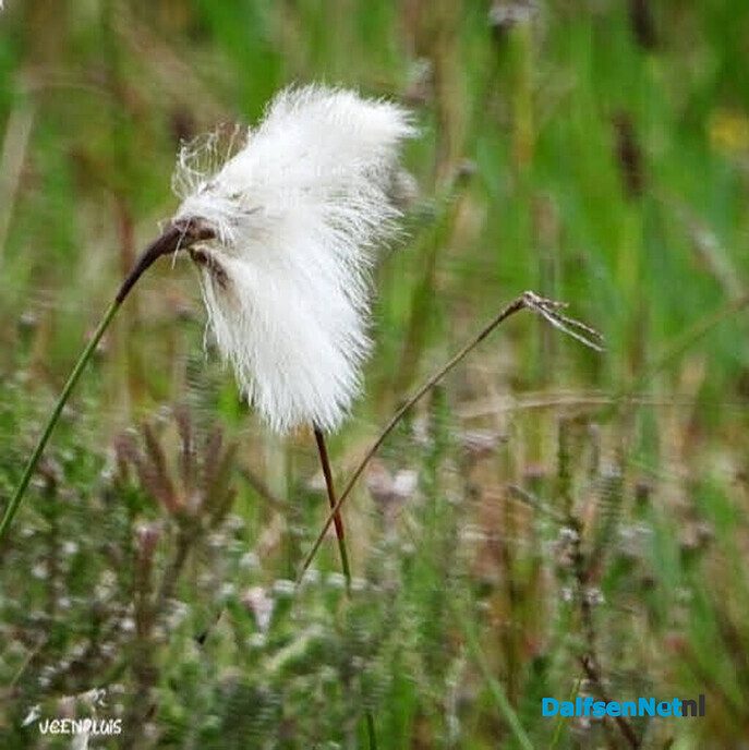 In Witharen is van alles te beleven - Foto: Femmie Smink