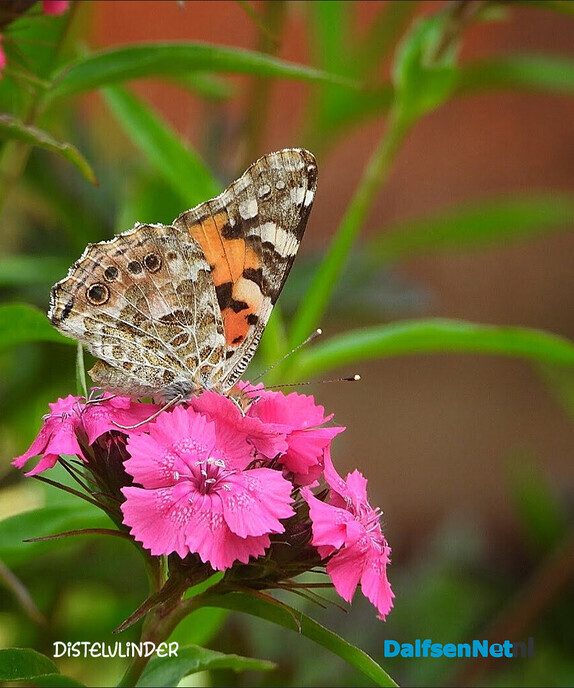 Ook in je eigen tuin raak je gewoon niet uitgekeken - Foto: Femmie Smink
