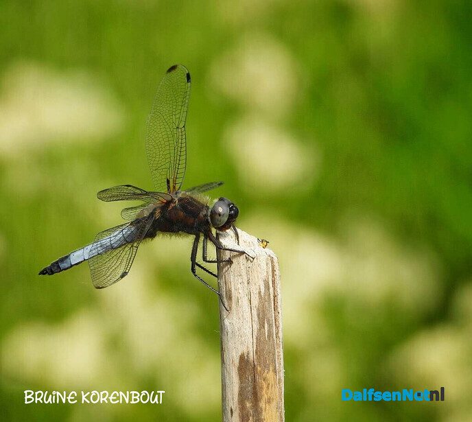 Ook in je eigen tuin raak je gewoon niet uitgekeken - Foto: Femmie Smink