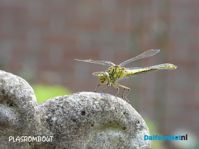 Ook in je eigen tuin raak je gewoon niet uitgekeken - Foto: Femmie Smink