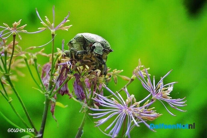 Ook in je eigen tuin raak je gewoon niet uitgekeken - Foto: Femmie Smink