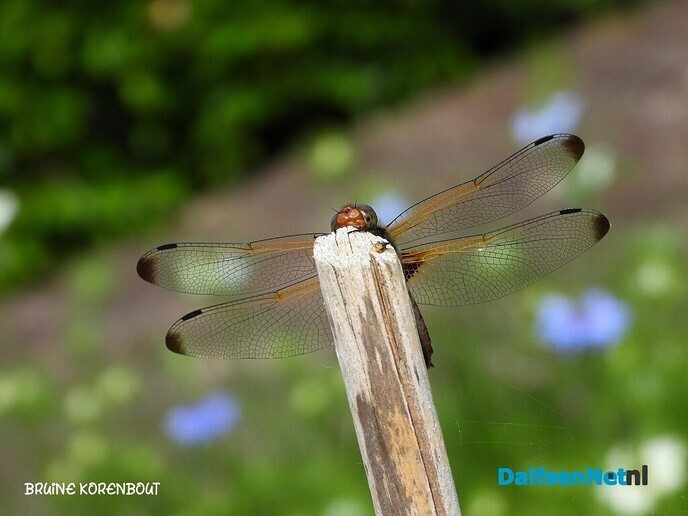 Ook in je eigen tuin raak je gewoon niet uitgekeken - Foto: Femmie Smink