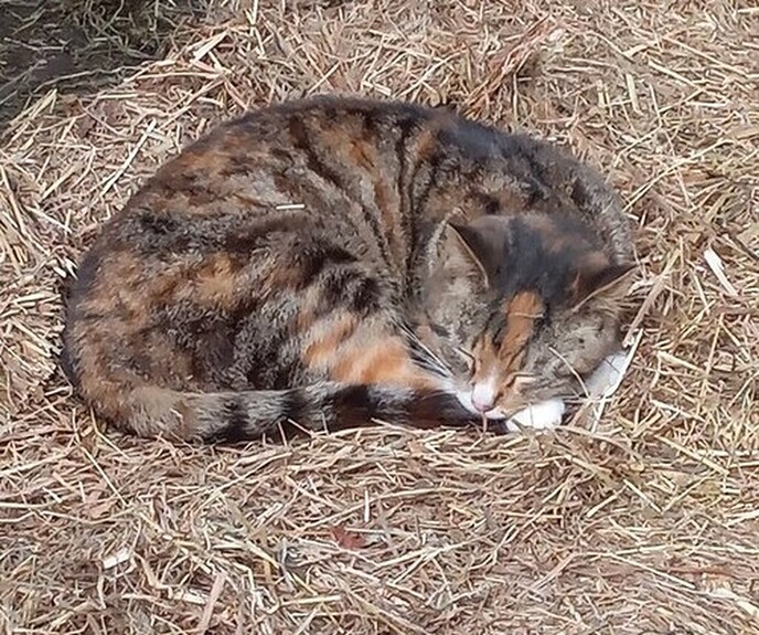 Poes al 4 dagen zoek - Foto: Ingezonden foto