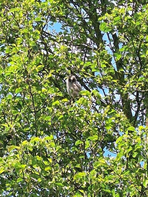 Goed muizenjaar en vogels profiteren daarvan - Foto: Ingezonden foto