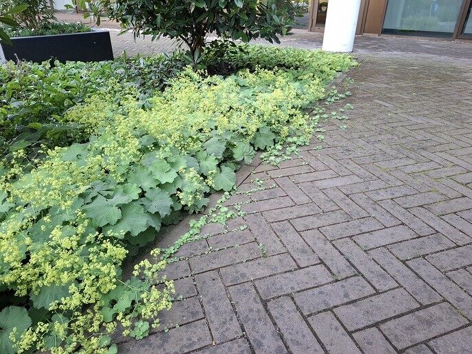 Stenen wippen