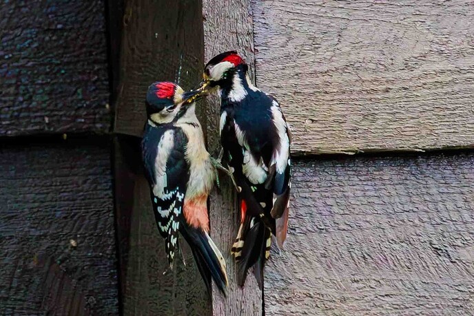 2 spechten