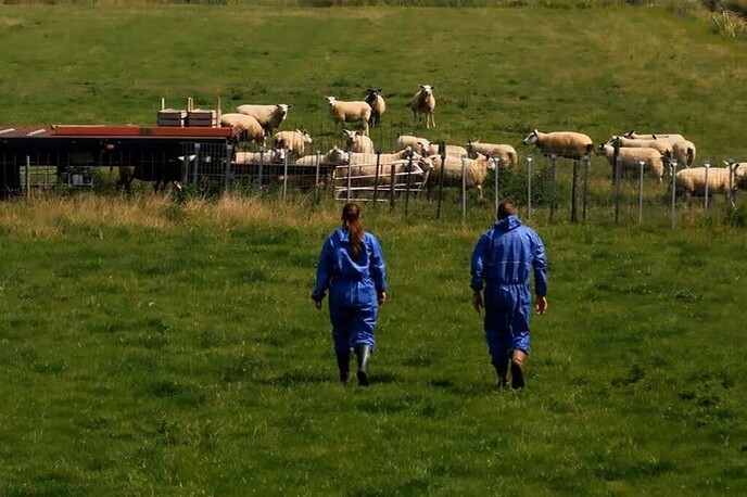 NVWA: voorkom hittestress bij dieren in de wei - Foto: Ingezonden foto