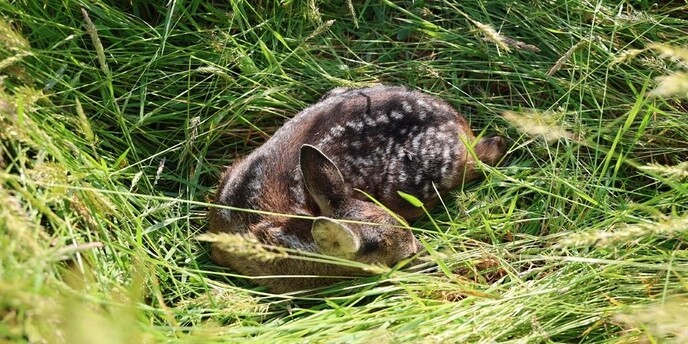 Faunadrone beschermt reejonkies - Foto: Ingezonden foto