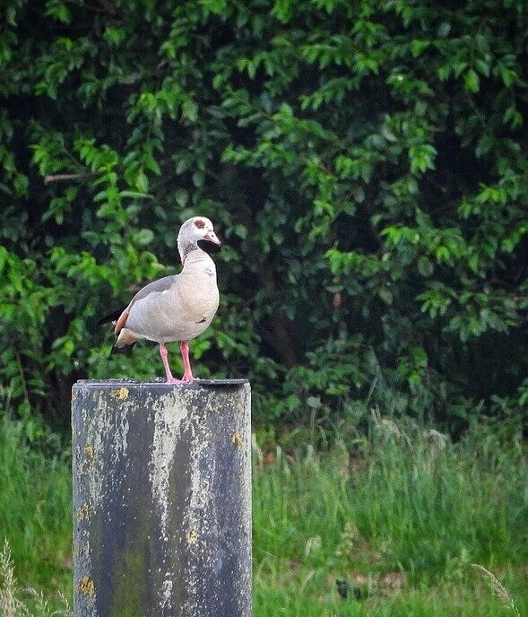 Rondje Oost Dalfsen - Foto: Femmie Smink