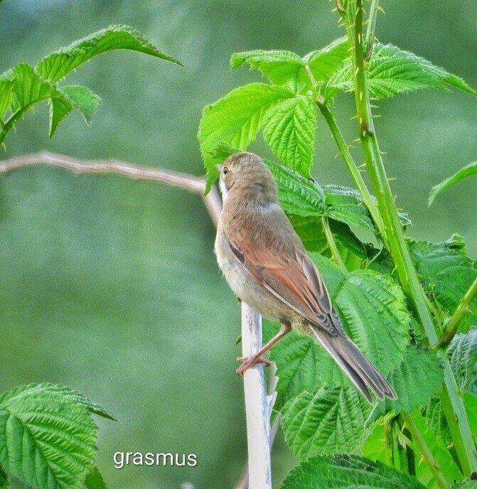 Een (kleine) variatie van de natuur - Foto: Femmie Smink