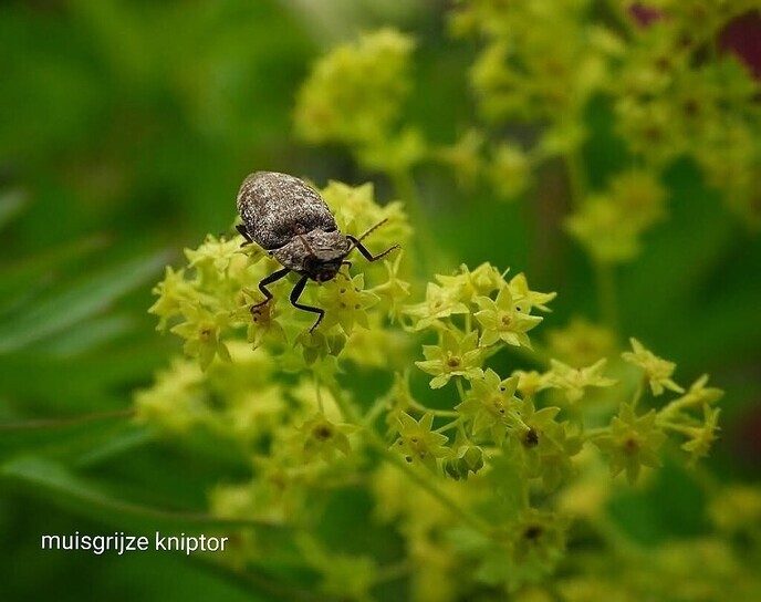 Een (kleine) variatie van de natuur - Foto: Femmie Smink