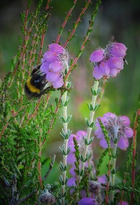 Wandeling nabij Takkenhoogte - Foto: Femmie Smink