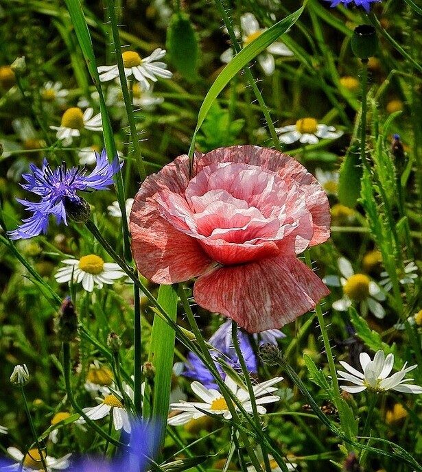 Schitterende bloeiers - Foto: Femmie Smink
