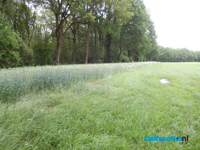 Rogge, bestaat het nog? - Foto: Willy