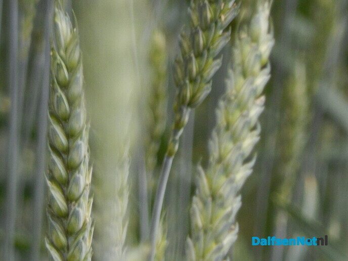 Rogge, bestaat het nog? - Foto: Willy
