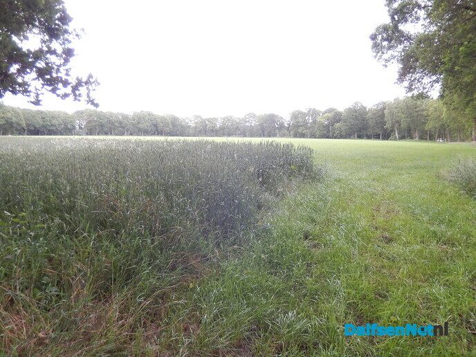 Rogge, bestaat het nog? - Foto: Willy