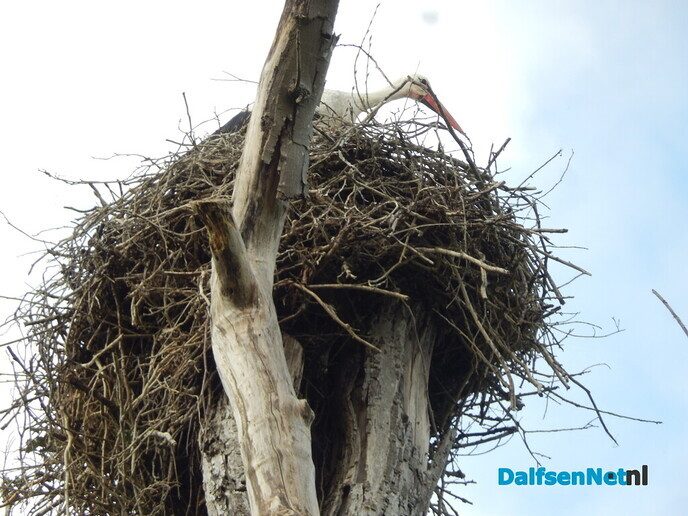 Oude dode boom heeft toch nog een functie