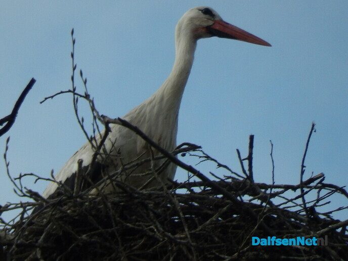 Oude dode boom heeft toch nog een functie - Foto: Willy