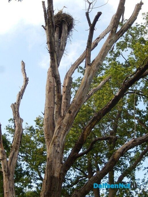 Oude dode boom heeft toch nog een functie - Foto: Willy
