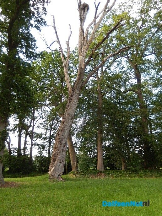 Oude dode boom heeft toch nog een functie - Foto: Willy