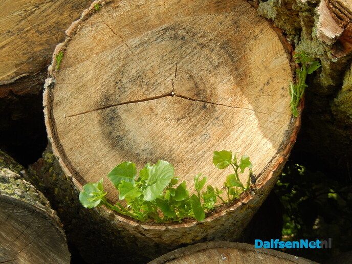 Gezaagde stammen willen nog leven - Foto: Willy