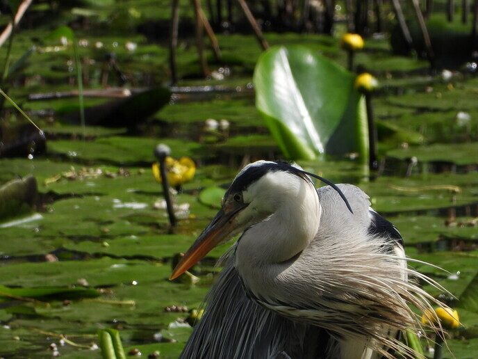 Zeer zeldzaam - Foto: Ingezonden foto