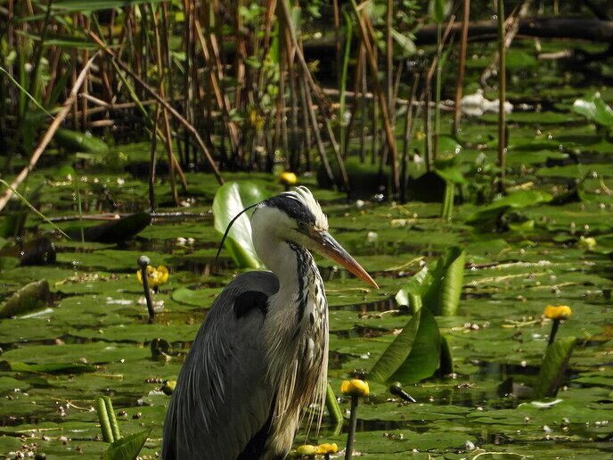 Zeer zeldzaam - Foto: Ingezonden foto