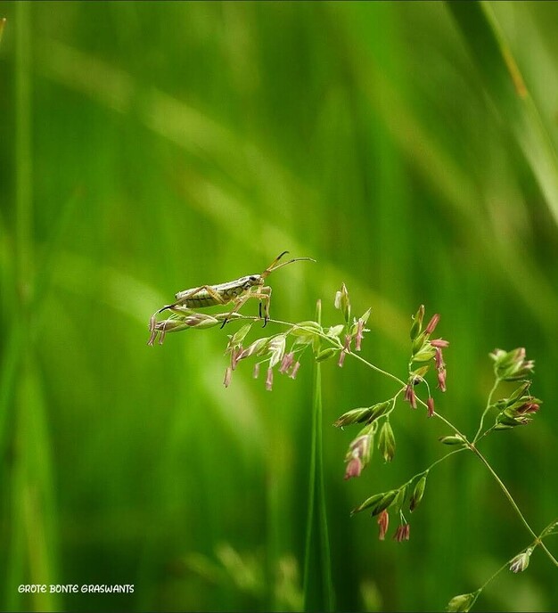 Kleine beestje in Punthorst - Foto: Femmie Smink