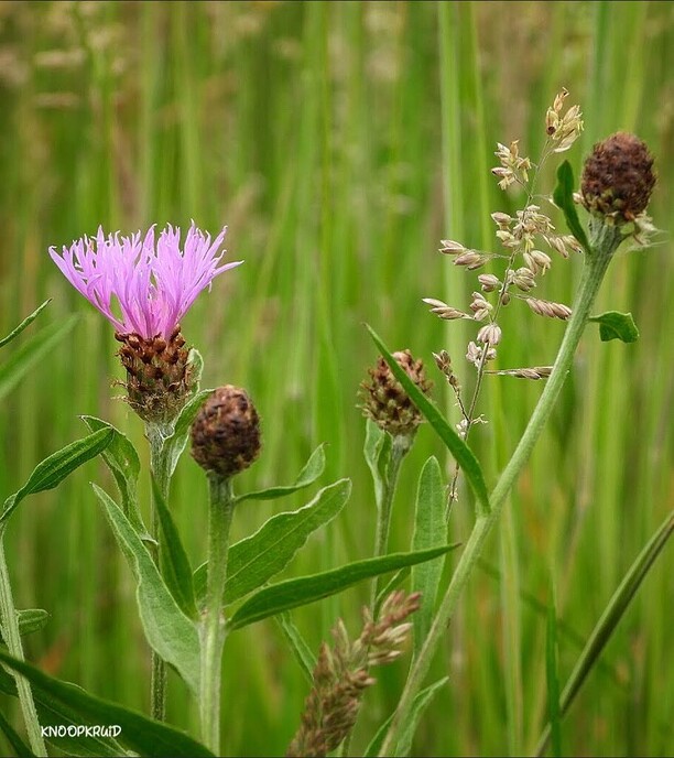 Kleine beestje in Punthorst - Foto: Femmie Smink