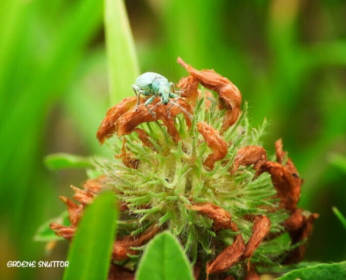 Kleine beestje in Punthorst - Foto: Femmie Smink