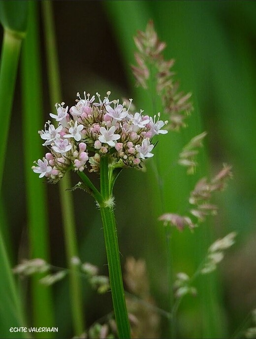 Kleine beestje in Punthorst - Foto: Femmie Smink