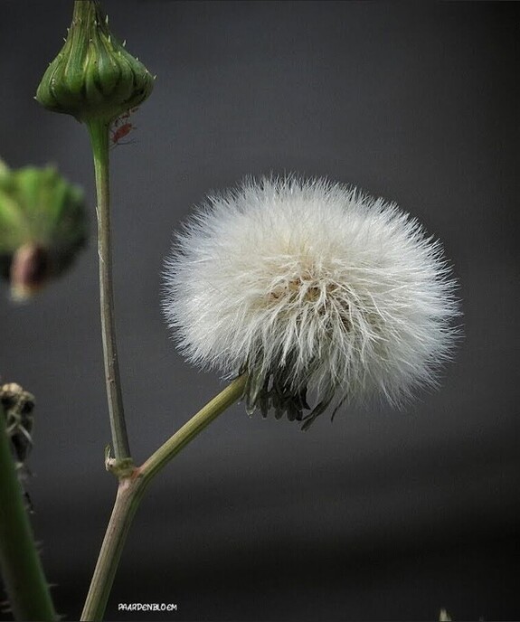 Kleine beestje in Punthorst - Foto: Femmie Smink