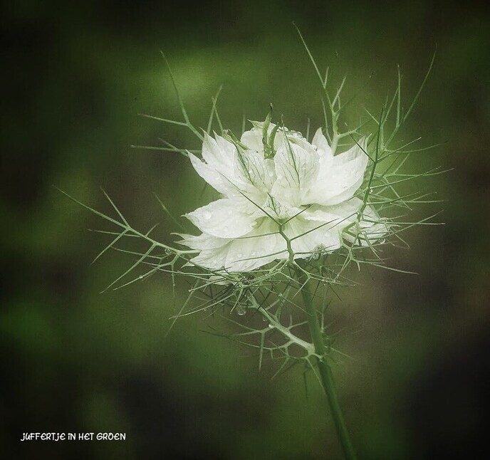 Een bloemengroet van Femmie - Foto: Femmie Smink