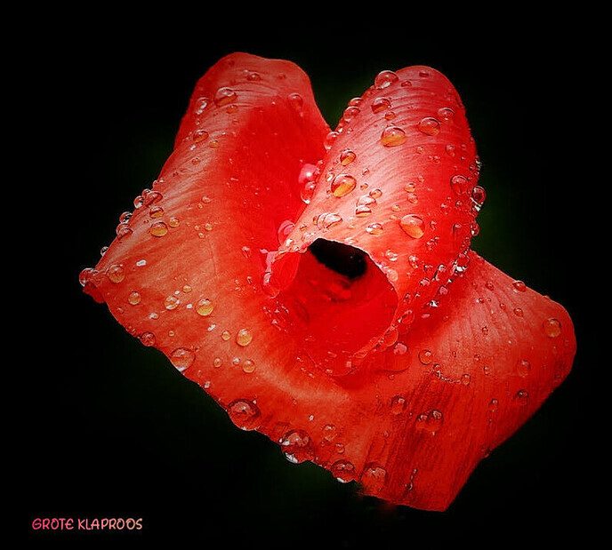 Een bloemengroet van Femmie - Foto: Femmie Smink