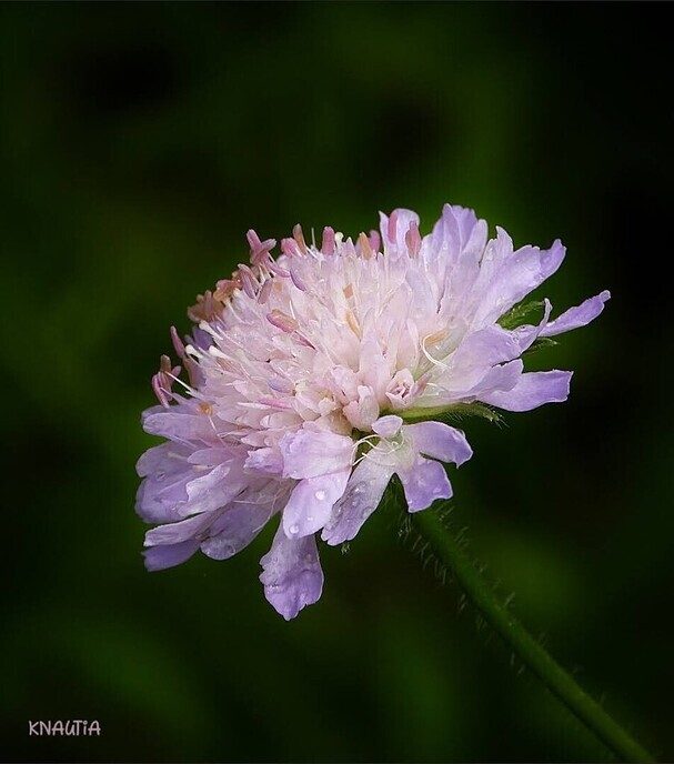 Een bloemengroet van Femmie - Foto: Femmie Smink