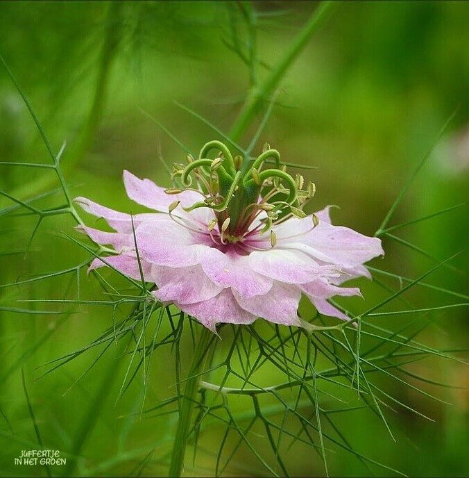 Een bloemengroet van Femmie - Foto: Femmie Smink