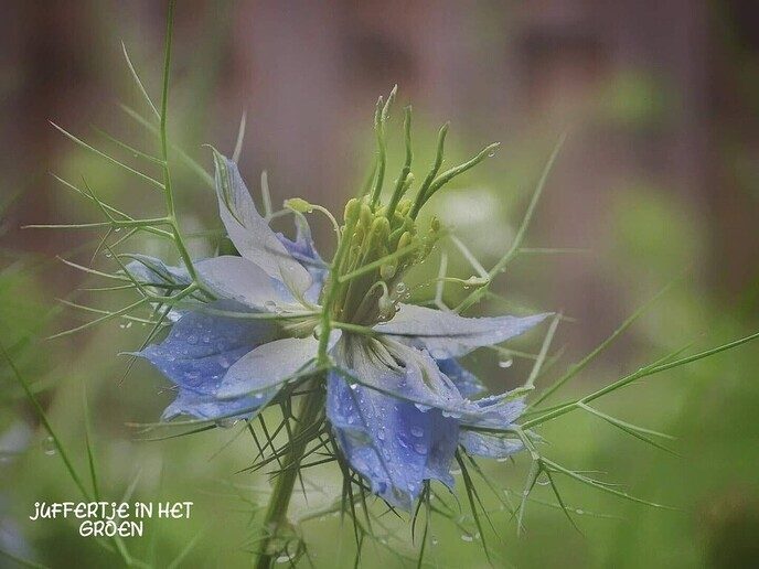 Een bloemengroet van Femmie - Foto: Femmie Smink