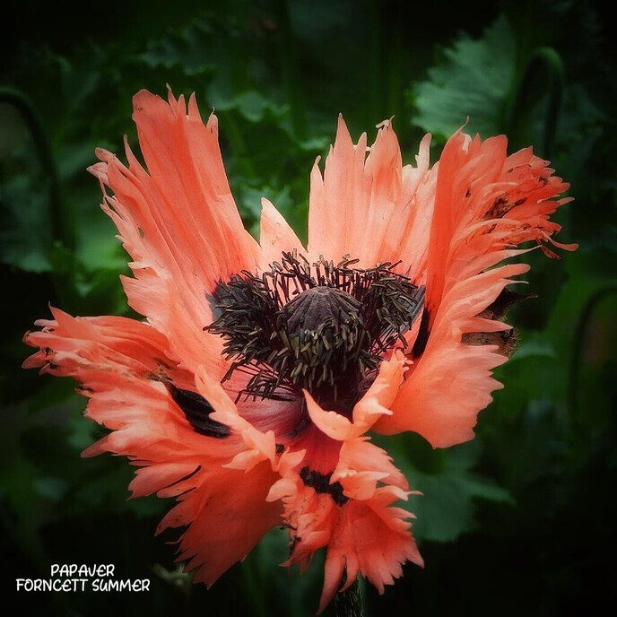 Schitterende bloeiers - Foto: Femmie Smink