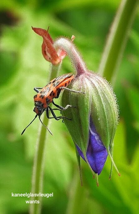 Een (kleine) variatie van de natuur - Foto: Femmie Smink